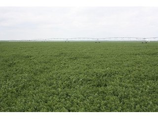 Property photo 87 - LAND AUCTION, 3255+/- Acres offered in 13 Tracts